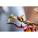 LEGO® The Botanical Collection - Magnóliaágak (11510)